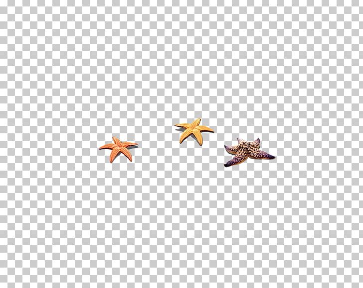 Beach Seashell PNG, Clipart, Animals, Beach, Beautiful Starfish, Cartoon, Cartoon Starfish Free PNG Download