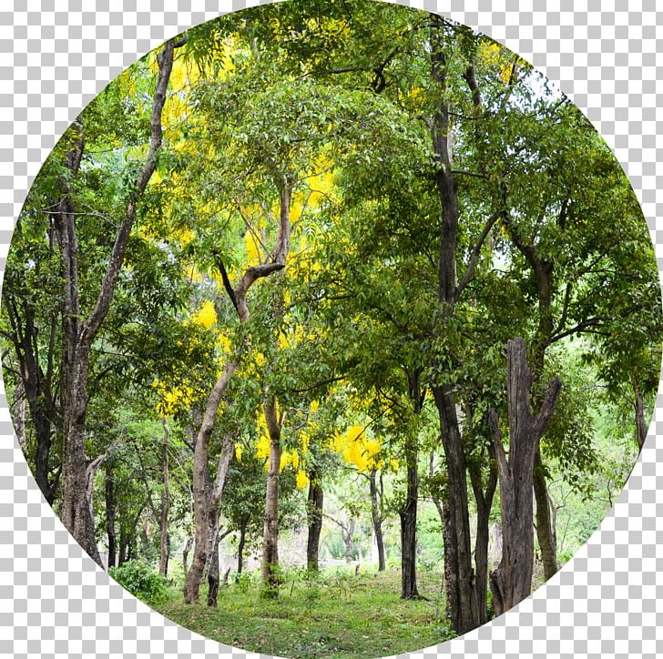 Indian Sandalwood Sandalwood Oil Santalum Austrocaledonicum Essential Oil PNG, Clipart, Biome, Branch, Deciduous, Ecosystem, Forest Free PNG Download