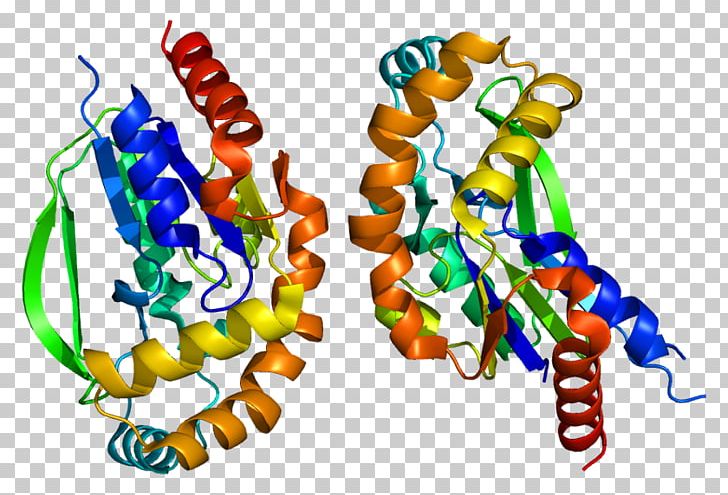 UCK2 Protein Kinase MECP2 Receptor Tyrosine Kinase PNG, Clipart, Art, Guanosine Triphosphate, Homo, Homo Sapiens, Kinase Free PNG Download