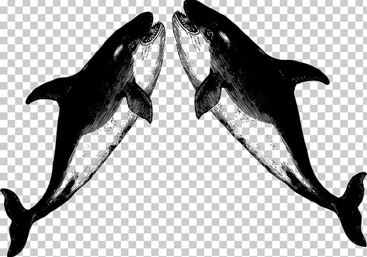 White-beaked Dolphin Killer Whale T-shirt Porpoise Raglan Sleeve PNG, Clipart, Animal, Apex Predator, Biology, Black And White, Blouse Free PNG Download