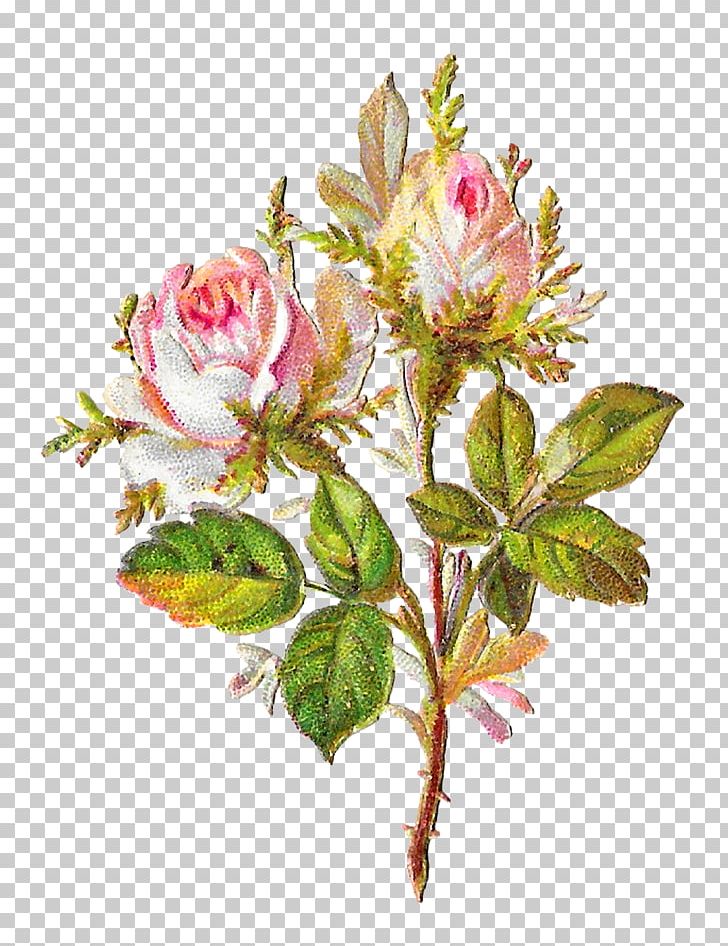 Cabbage Rose Garden Roses Pink Cut Flowers Shabby Chic PNG, Clipart, Art, Artificial Flower, Botanical Art, Cabbage Rose, Chic Free PNG Download