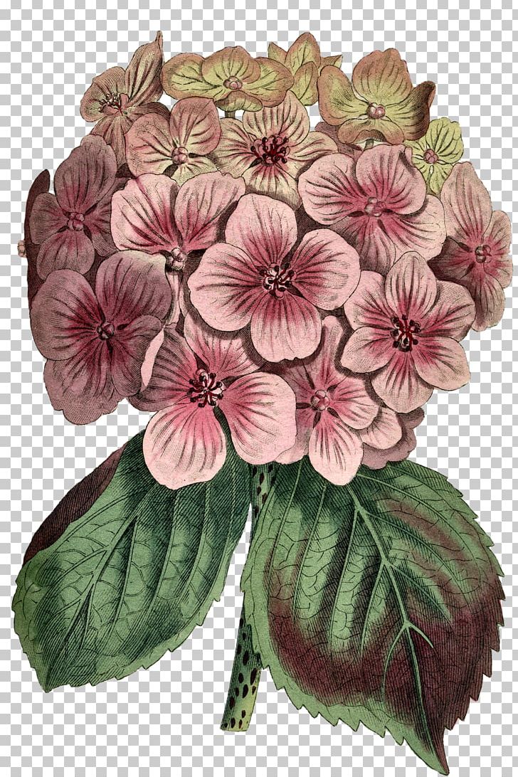 Cut Flowers Printing Giclée Hydrangea Botany PNG, Clipart, Annual Plant, Art, Botany, Cut Flowers, Flower Free PNG Download