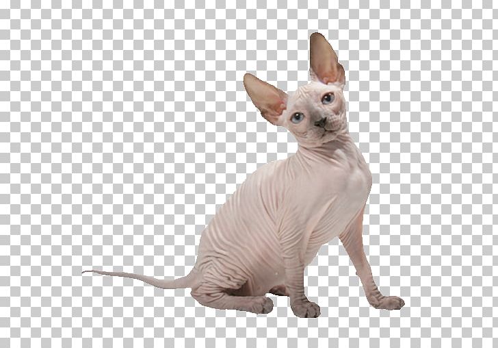 Sphynx Cat Donskoy Peterbald Whiskers Chat Rex PNG, Clipart, Carnivoran, Cat, Cat Like Mammal, Coat, Donskoy Free PNG Download