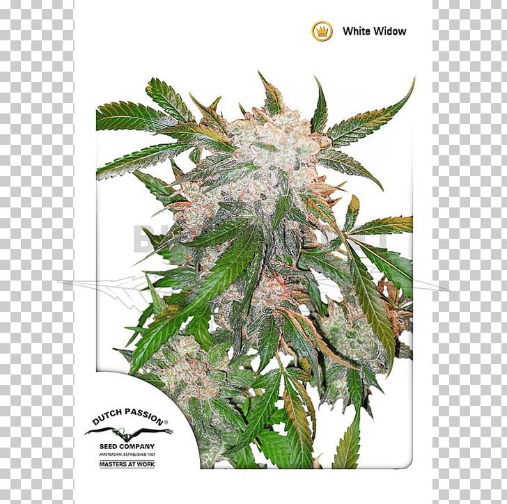 White Widow Skunk Haze Cannabis Sativa PNG, Clipart, Autoflowering Cannabis, Cannabidiol, Cannabis, Cannabis Sativa, Dutch Passion Free PNG Download