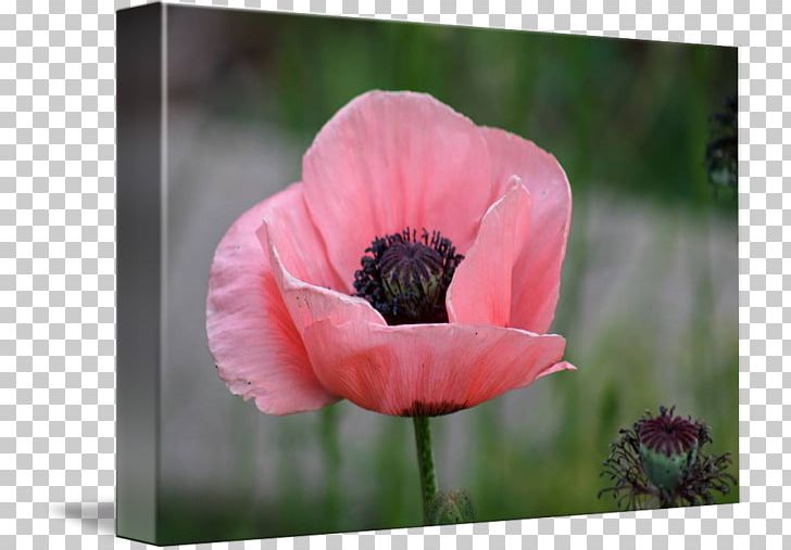 Common Poppy Flower Kind Bud PNG, Clipart, Annual Plant, Art, Bud, Common Poppy, Coquelicot Free PNG Download
