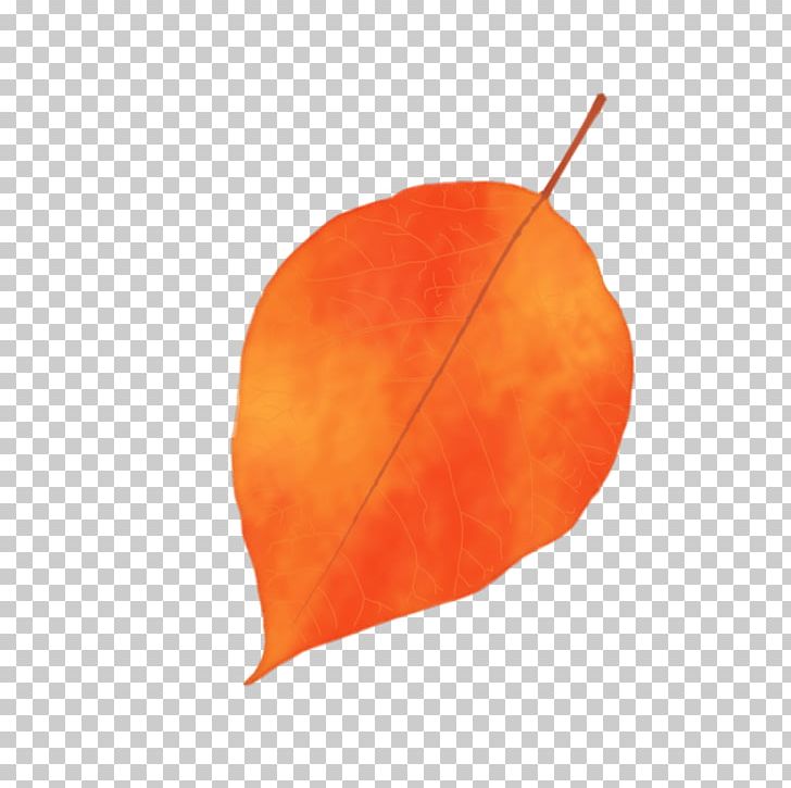 Fruit Leaf Peach PNG, Clipart, Autumn Leaves, Fruit, Leaf, Nature, Orange Free PNG Download