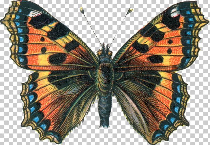 Monarch Butterfly Small Tortoiseshell Brush-footed Butterflies Milbert's Tortoiseshell PNG, Clipart,  Free PNG Download