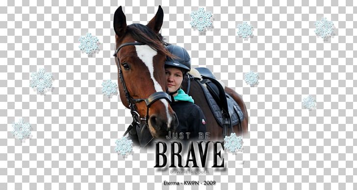 Rein Stallion Bridle Equestrian Horse Harnesses PNG, Clipart, Brand, Bridle, Equestrian, Equestrian Sport, Halter Free PNG Download