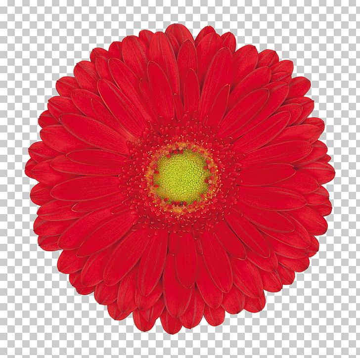 Gerbera Jamesonii Flower Pink Orange Yellow PNG, Clipart, Chrysanths, Color, Common Daisy, Cream, Cut Flowers Free PNG Download