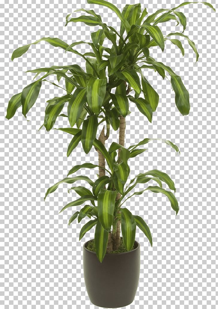 Houseplant Dracaena Reflexa Var. Angustifolia Flowerpot PNG, Clipart, Calatheas, Chinese Evergreens, Computer, Dracaena, Dracaena Reflexa Var Angustifolia Free PNG Download