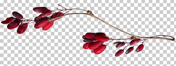 Berry Fruit Auglis PNG, Clipart, Animal, Auglis, Berry, Body Jewelry, Branch Free PNG Download