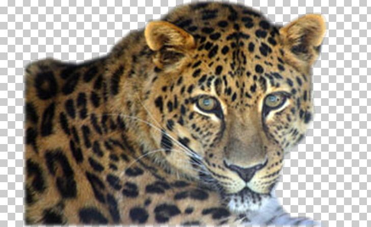 Leopard Jaguar Cheetah Whiskers Tiger PNG, Clipart, Advertising, Animal, Animals, Big Cats, Carnivoran Free PNG Download