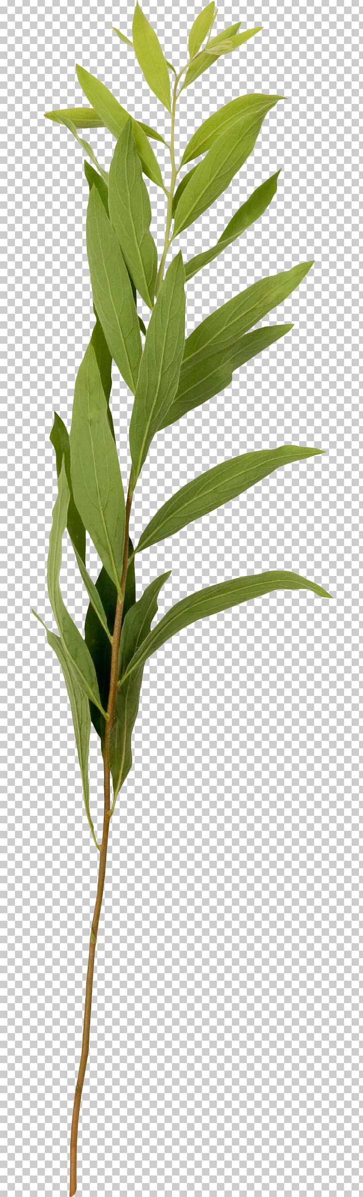 Photography Plant Collage Yandex Search PNG, Clipart, Advertising, Author, Branch, Collage, Green Free PNG Download