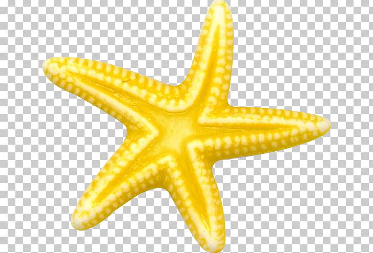 Starfish Echinoderm Sea PNG, Clipart, Animal, Animals, Basket Star, Brittle Star, Digital Image Free PNG Download