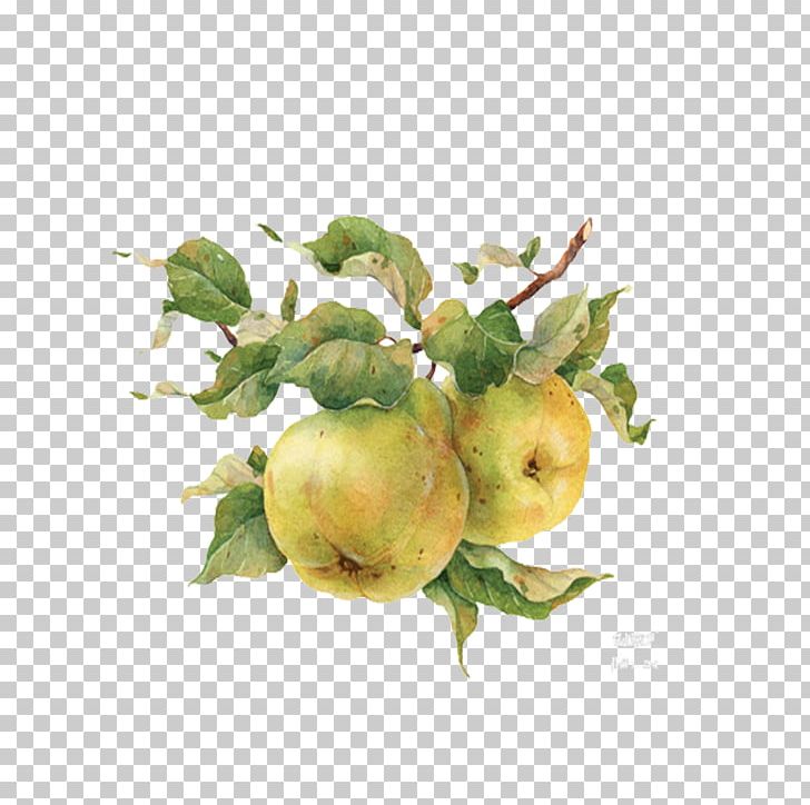 Watercolor Painting Drawing Illustration PNG, Clipart, Apple, Art, Branch, Food, Fruit Free PNG Download