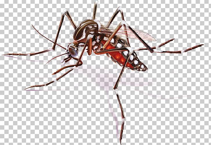 Yellow Fever Mosquito Zika Virus Zika Fever Disease PNG, Clipart, Aedes, Aedes Albopictus, Ant, Art, Arthropod Free PNG Download
