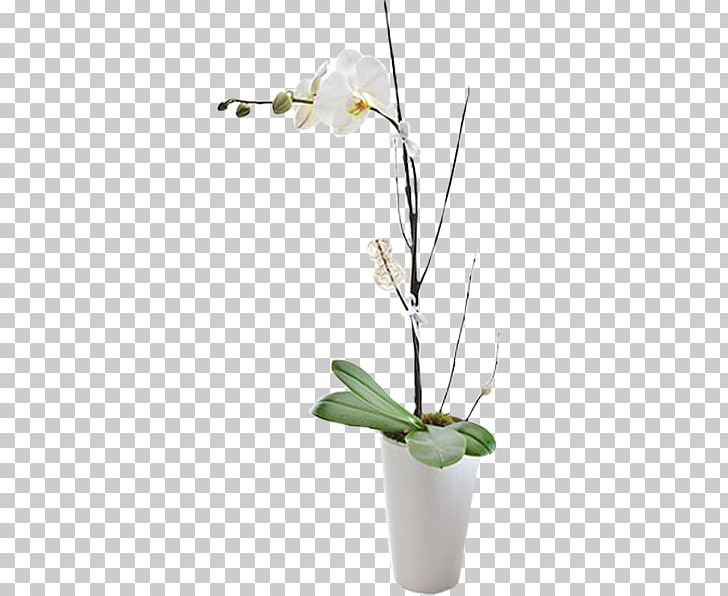Floristry Moth Orchids Flower Bouquet PNG, Clipart, Birthday, Branch, Christmas, Cut Flowers, Cyclamen Free PNG Download