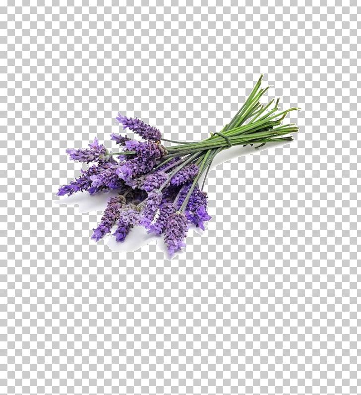 Lavender Oil English Lavender Perfume Essential Oil Odor PNG, Clipart, Aroma Compound, Candle, Doterra, English Lavender, Essential Oil Free PNG Download