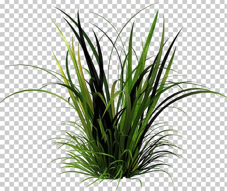 Lawn Herbaceous Plant PNG, Clipart, Aquarium Decor, Clip Art, Computer Icons, Flower, Flowerpot Free PNG Download