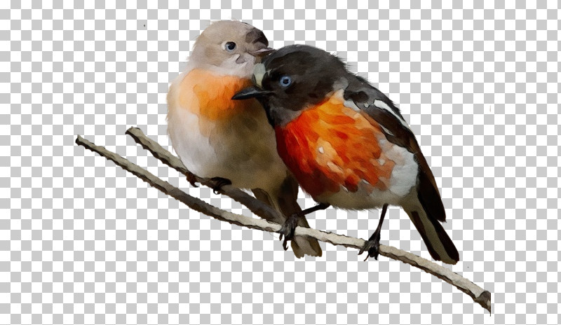 Finches European Robin Birds American Robin Songbirds PNG, Clipart, American Robin, Atlantic Canary, Beak, Birds, Eurasian Bullfinch Free PNG Download