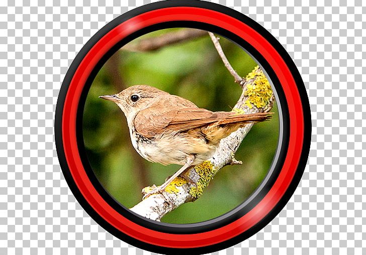 Android Application Package 1-5 Bird Application Software PNG, Clipart, Android, Aptoide, Beak, Bird, Desktop Environment Free PNG Download
