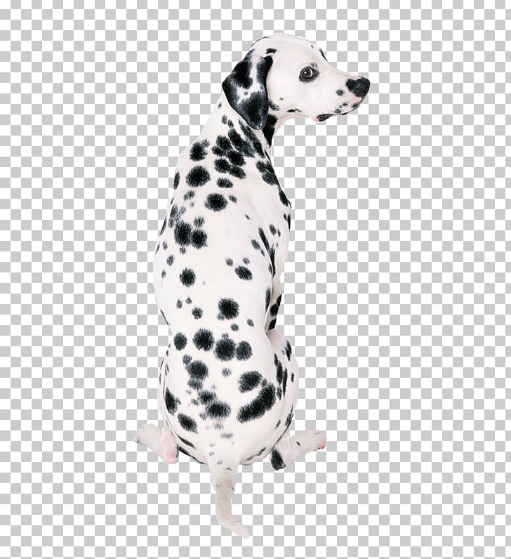 Dalmatian Dog Great Dane French Bulldog Your Puppy PNG, Clipart, Canis, Carnivoran, Cartoon, Companion Dog, Cute Animal Free PNG Download