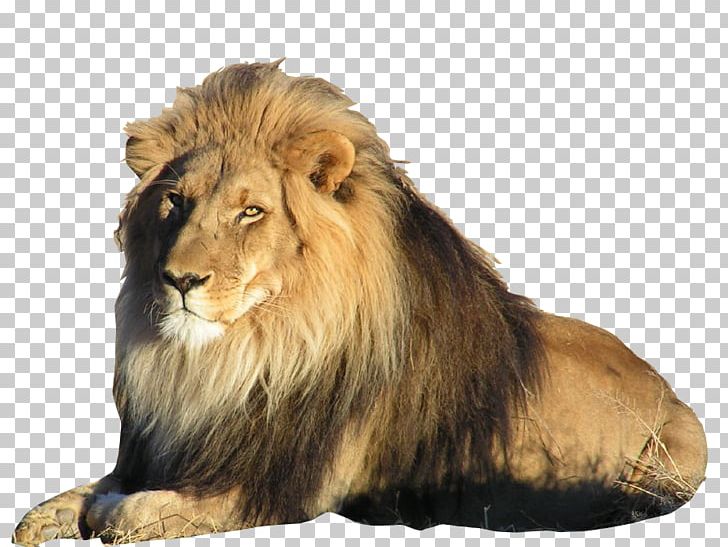 East African Lion Liger Felidae Asiatic Lion Bengal Tiger PNG, Clipart, Africa, Animals, Big Cat, Big Cats, Carnivoran Free PNG Download