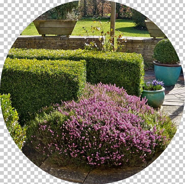 Garden Shrub Landscaping Tree Lilac PNG, Clipart, Flower, Garden, Grass, Groundcover, Hedge Free PNG Download