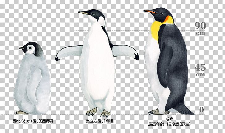 King Penguin The Emperor Penguin Bird PNG, Clipart, Adelie Penguin, Animal Figure, Antarctic, Antarctic Penguins, Beak Free PNG Download