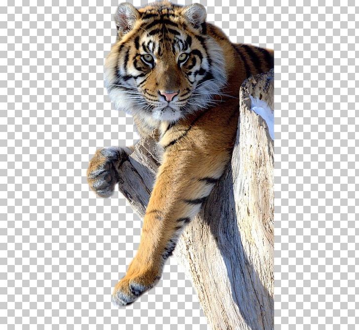 Lion Jaguar Black Panther Cat Bengal Tiger PNG, Clipart, Animal, Animals, Big Cat, Big Cats, Carnivoran Free PNG Download