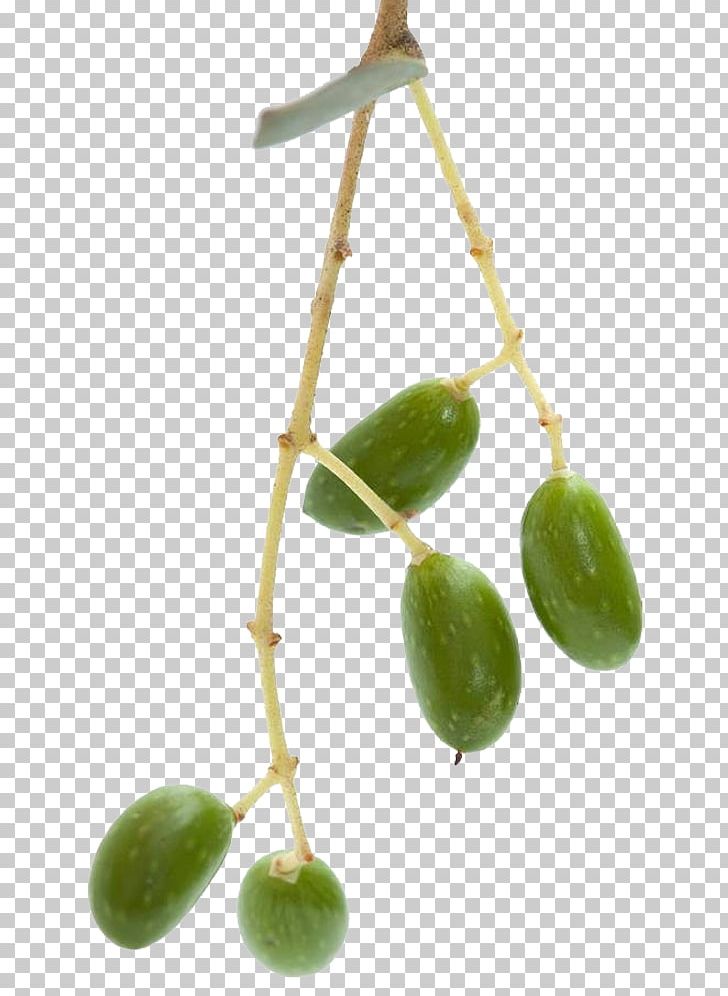 Olive Stock Photography Tree PNG, Clipart, Black Olive, Blue, Branch, Branches, Cyan Free PNG Download