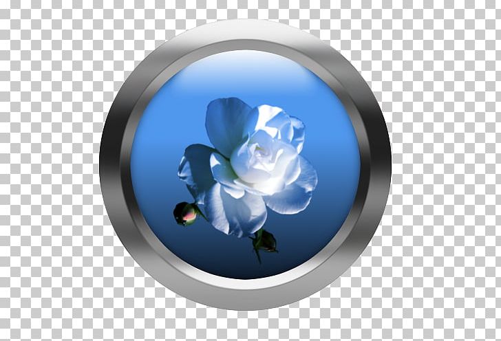 Rose Family Cobalt Blue Petal Flower PNG, Clipart, Cobalt Blue, Cobaltblue Sp Z Oo Sp K, Creative Web Buttons, Flower, Petal Free PNG Download