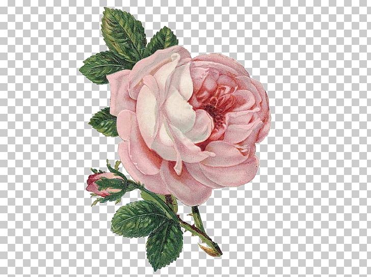 Rose Flower PNG, Clipart, Amour, Cut Flowers, Desktop Wallpaper, Floral Design, Floribunda Free PNG Download