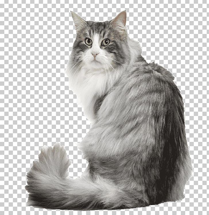 Norwegian Forest Cat Siberian Cat Maine Coon Kitten Dog PNG, Clipart, Animals, Asian Semi Longhair, Black And White, Blanc, Bre Free PNG Download