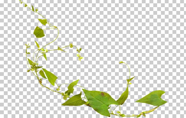 Twig Leaf PNG, Clipart, Branch, Encapsulated Postscript, Flora, Flower, Flowering Plant Free PNG Download