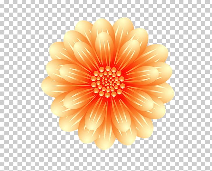 Chrysanthemum Transvaal Daisy Cut Flowers PNG, Clipart, Chrysanths, Creative, Creative Flowers, Dahlia, Daisy Free PNG Download