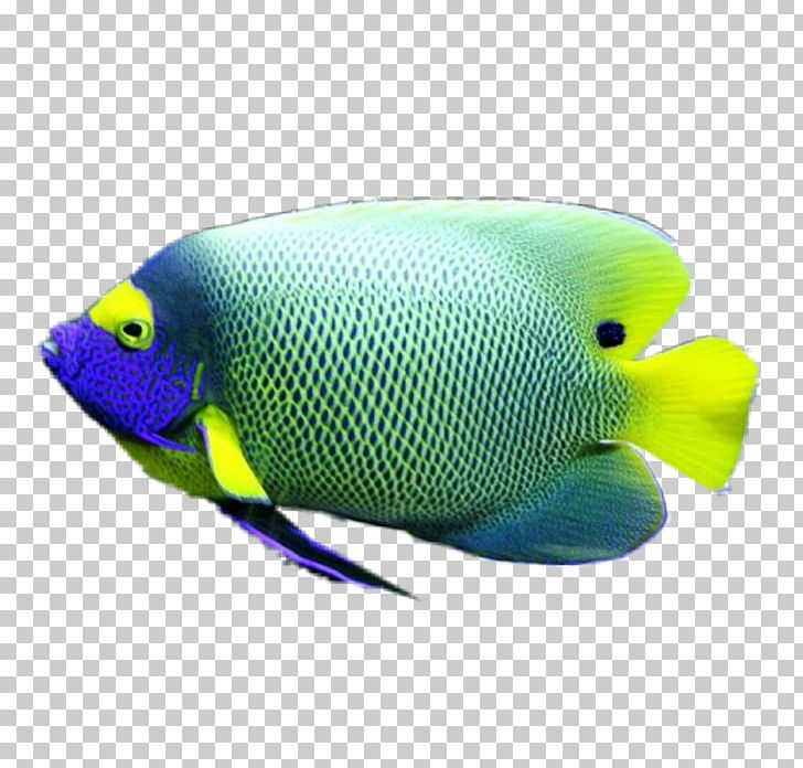 Coral Reef Fish Marine Biology Marine Angelfishes PNG, Clipart, Animals, Beak, Biology, Color, Copyright Free PNG Download