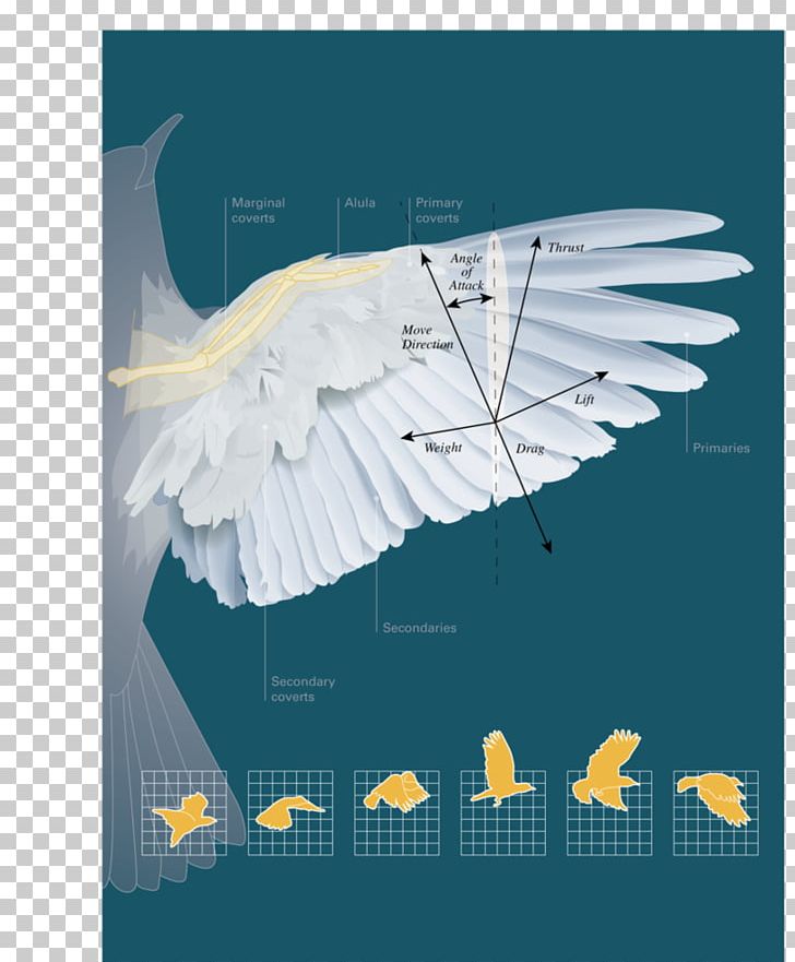 Documenting Software Architectures: Views And Beyond Software Architecture In Practice Software Engineering Computer Software PNG, Clipart, Beak, Computer Programming, Computer Wallpaper, Feather, Multitier Architecture Free PNG Download