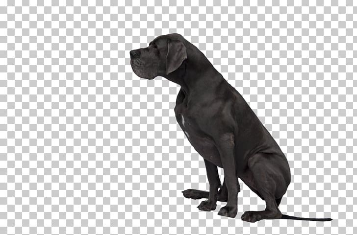 Great Dane Labrador Retriever Cane Corso Dog Breed Puppy PNG, Clipart, Animal, Animals, Black, Breed, Cane Corso Free PNG Download