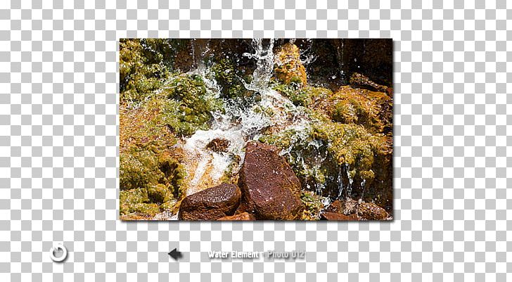 Painting Water Tree PNG, Clipart, Art, Fauna, Organism, Painting, Photographer Free PNG Download