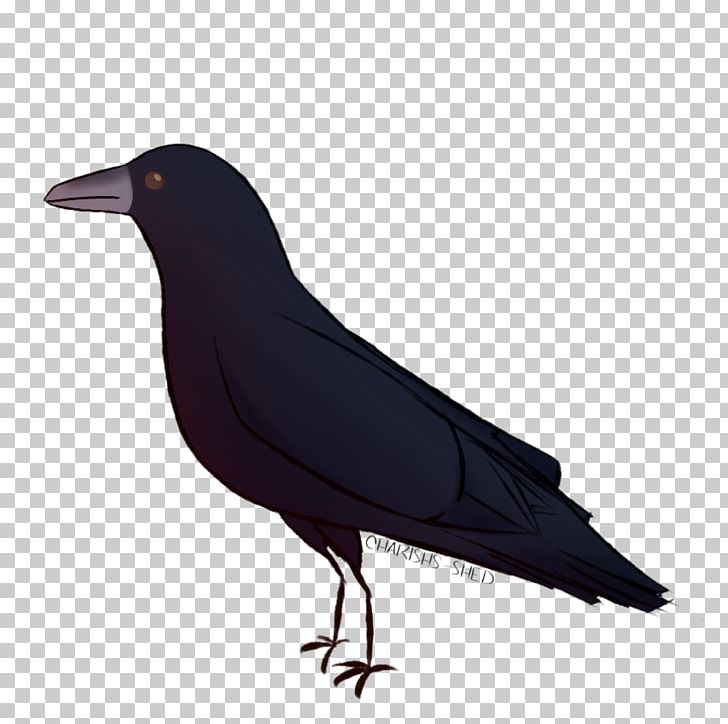 Rook American Crow New Caledonian Crow Common Raven PNG, Clipart, American Crow, Art Shed Brisbane, Beak, Bird, Common Raven Free PNG Download
