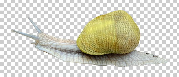 Snail Escargot Orthogastropoda PNG, Clipart, Animal, Animals, Cockle, Escargot, Gastropods Free PNG Download