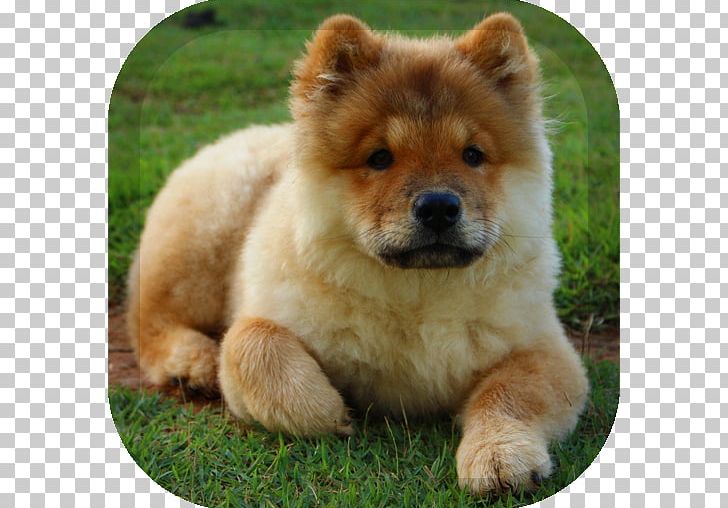 Chow Chow Siberian Husky Pekingese Puppy Dog Breed PNG, Clipart, Animals, Carnivoran, Companion Dog, Dog Breed, Dog Breed Group Free PNG Download