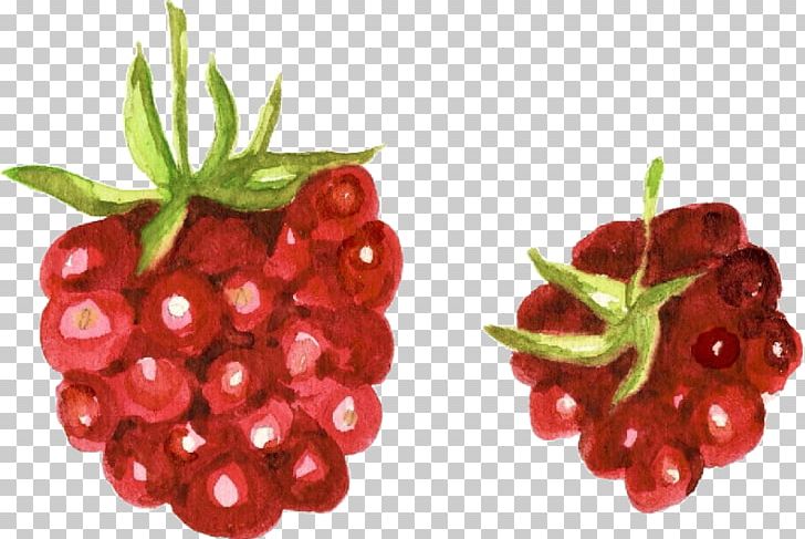 Cranberry Raspberry Zante Currant Accessory Fruit Watercolor Painting PNG, Clipart, Accessory Fruit, Auglis, Berry, Cherry, Cranberry Free PNG Download