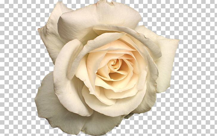 Garden Roses Cabbage Rose Floribunda Flower PNG, Clipart, Cabbage Rose, Cut Flowers, Desktop Wallpaper, Floribunda, Flower Free PNG Download