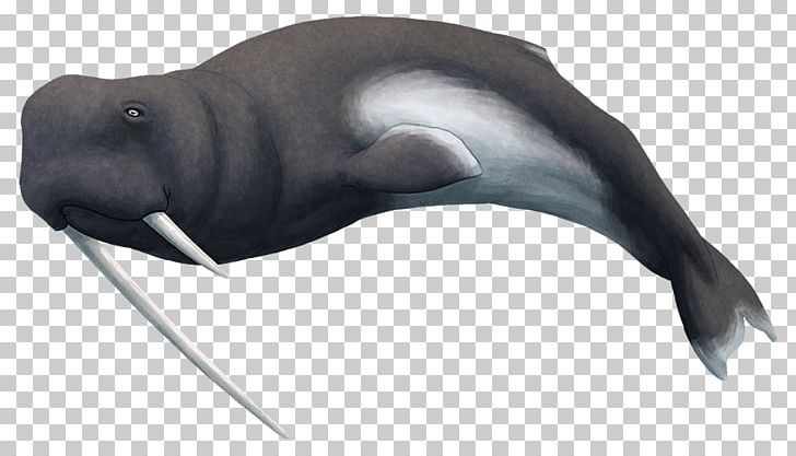 Walrus Sea Lion Odobenocetops Dolphin Cetaceans PNG, Clipart, Ambulocetus, Animals, Ark, Basilosaurus, Cetaceans Free PNG Download