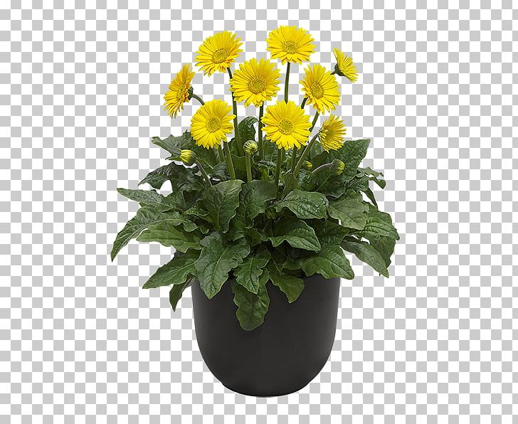 Transvaal Daisy Cut Flowers Yellow Color Flowerpot PNG, Clipart, Annual Plant, Aster, Chrysanthemum, Chrysanths, Color Free PNG Download