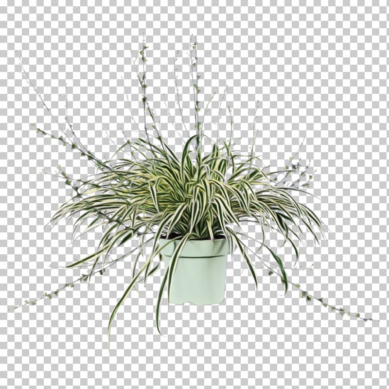 Plant Grass Flowerpot Flower Grass Family PNG, Clipart, Flower, Flowerpot, Grass, Grass Family, Houseplant Free PNG Download