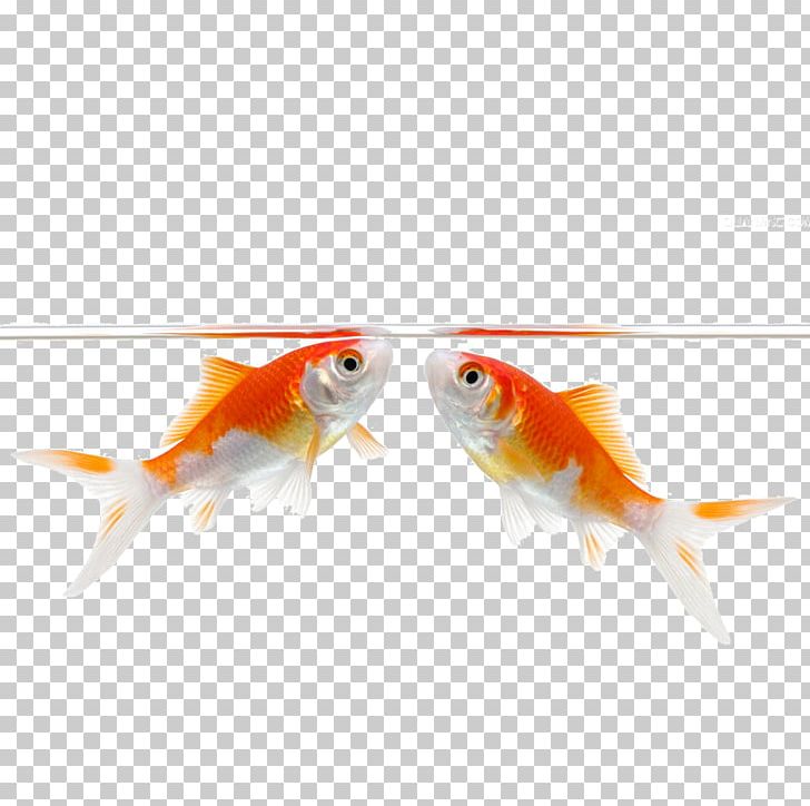 Carassius Auratus Stock Photography Fish Illustration PNG, Clipart, Alamy, Auratus, Beak, Belly, Bony Fish Free PNG Download