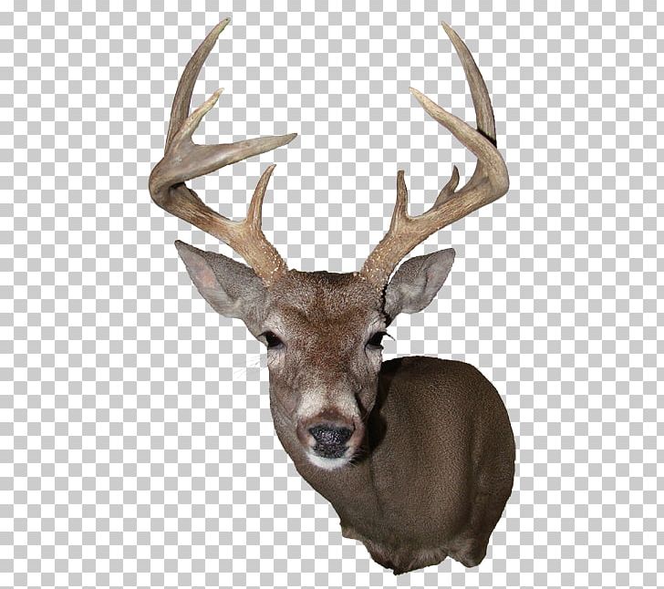 Elk White-tailed Deer Reindeer Antler PNG, Clipart, Animal, Antler, Deer, Deer Hunting, Elk Free PNG Download